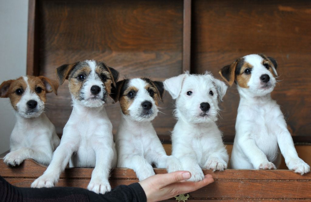 Cody's Quest - Parson Russell Terrier - Portée née le 09/01/2019