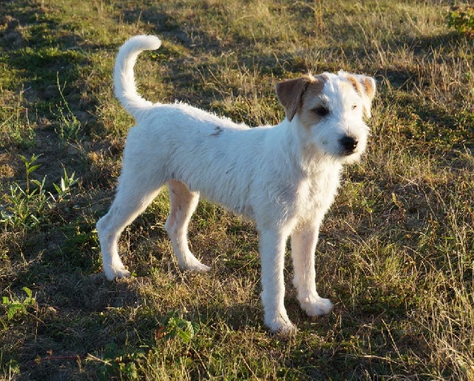 Cody's Quest - Meilleur Baby Mâle en Exposition Internationale 