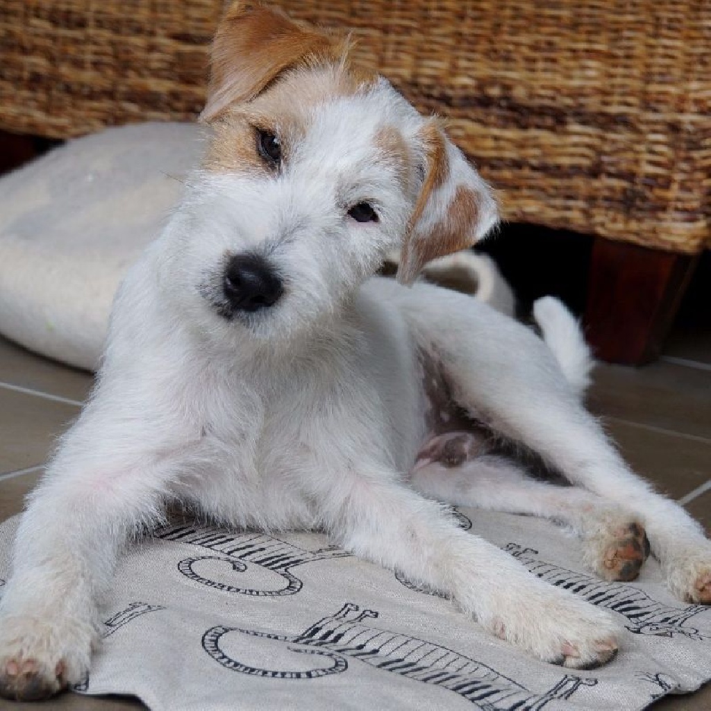 Cody's Quest - Nationale d'Elevage 2016 du Club du Jack Russell Terrier