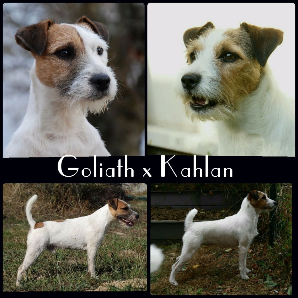 Kahlan x Goliath