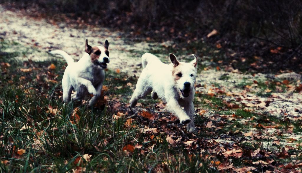 Une vie de chien !