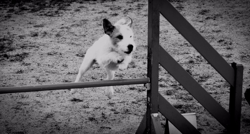 Agility