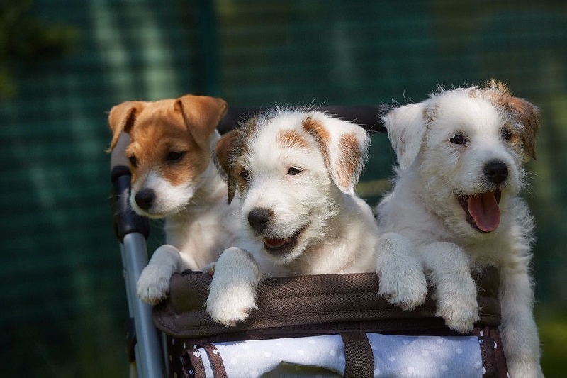 Chiot Parson Russell Terrier Cody's Quest